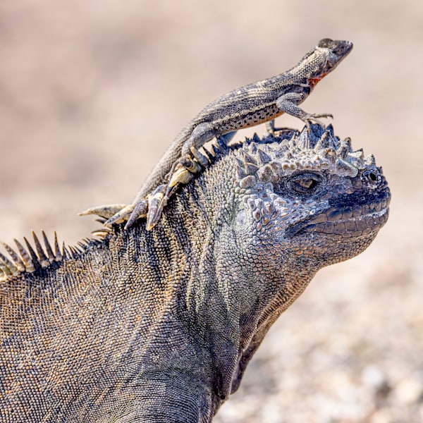 Galápagos Islands