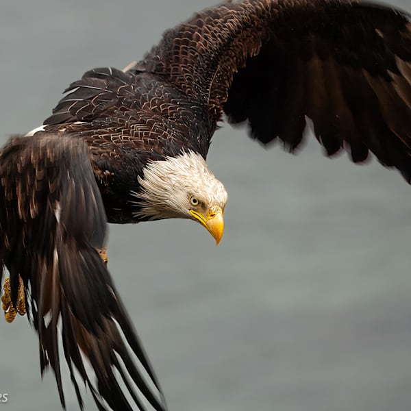 Wildlife - Eagles