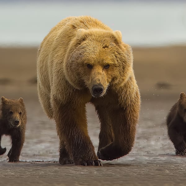 Wildlife - Bears