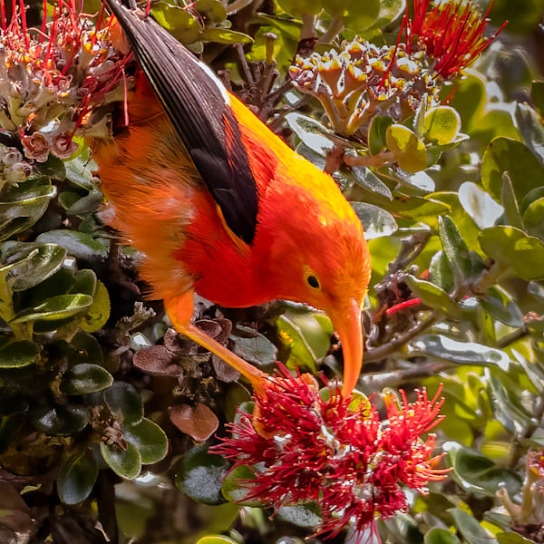 Hawaii Birds