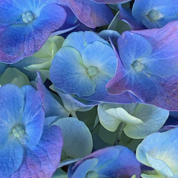 Fleur