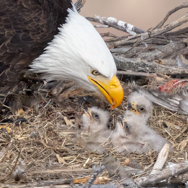 Bald Eagles at Smith Rock 2024