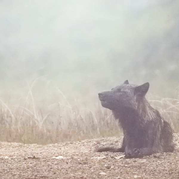 Coastal Wolves of BC