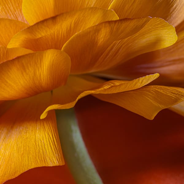 The Beauty of Nature