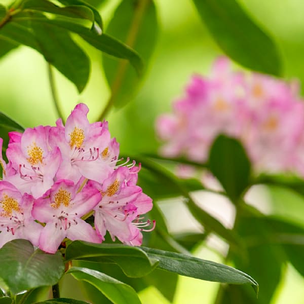 Flowers & Plants