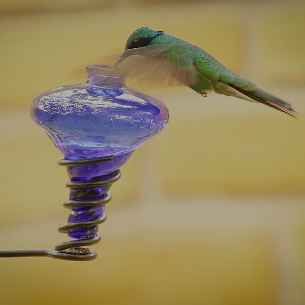 Central & South America