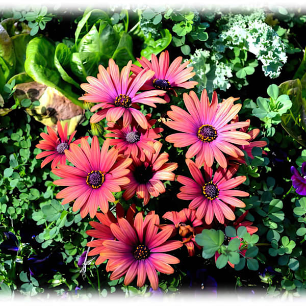 Missouri Botanical Gardens