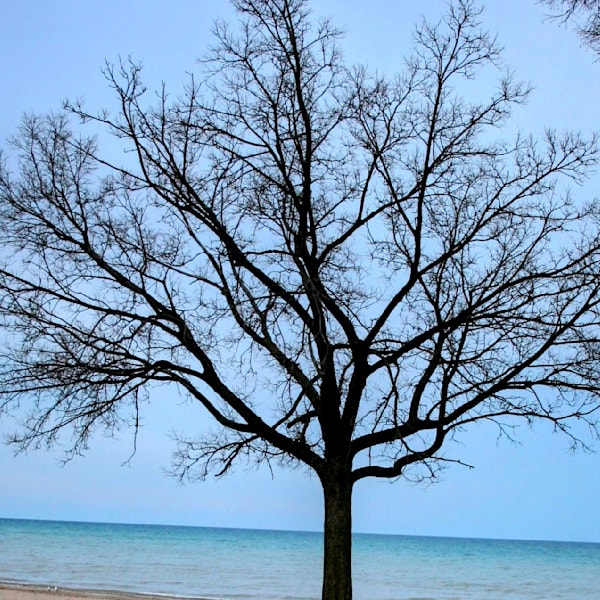 The Seasons of Trees