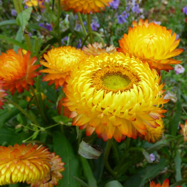 Flowers