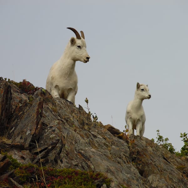 Wildlife