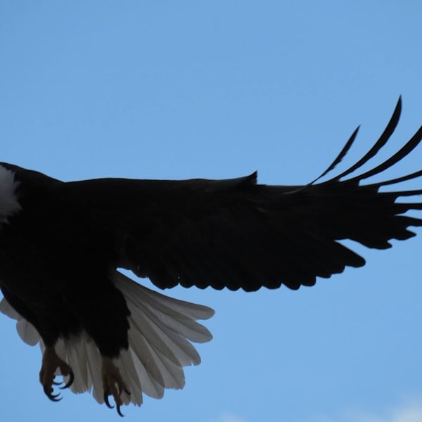 Eagles
