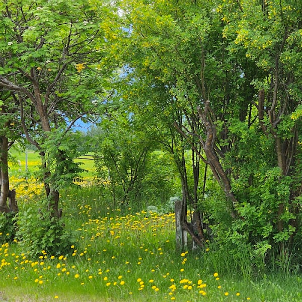 Scenery