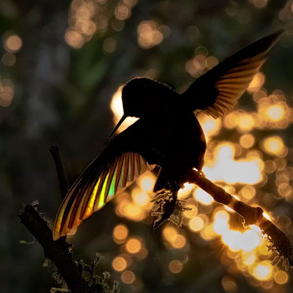 Hummingbirds of Ecuador