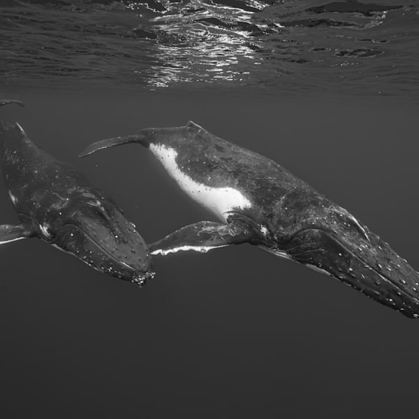 Marine Life Undersea Black and White