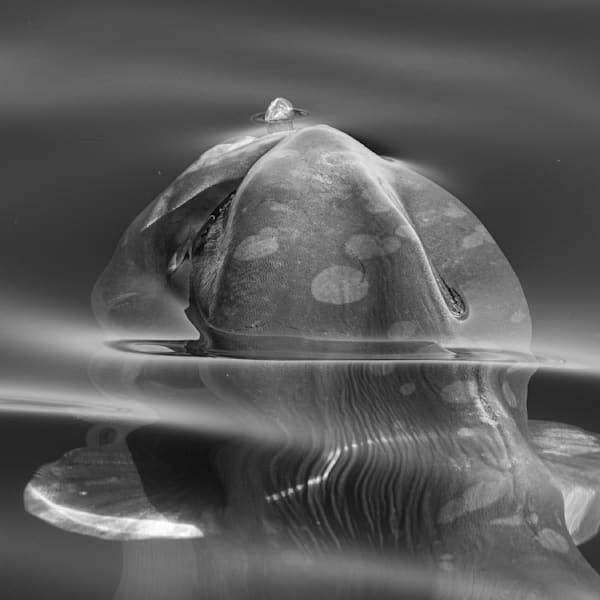 Marine Life Underseas