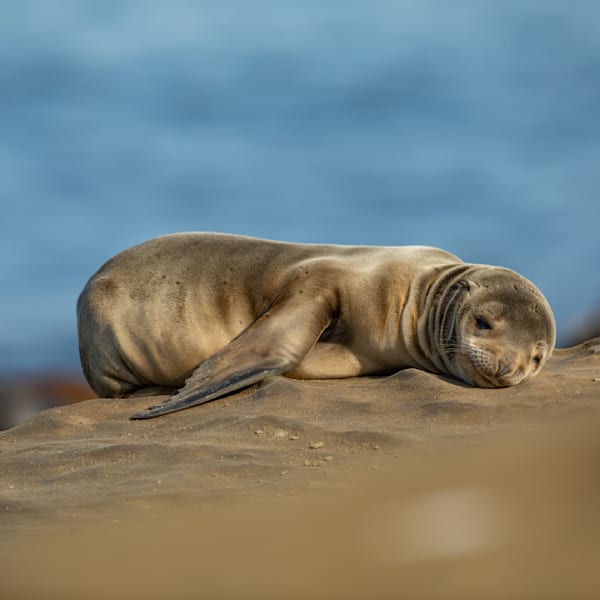 Marine Life on the Surface