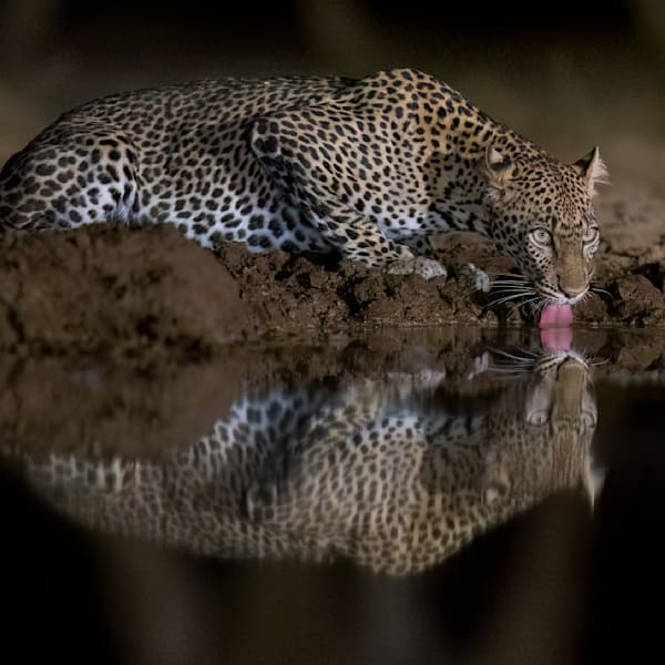 At The Watering Hole