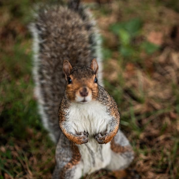 Wildlife