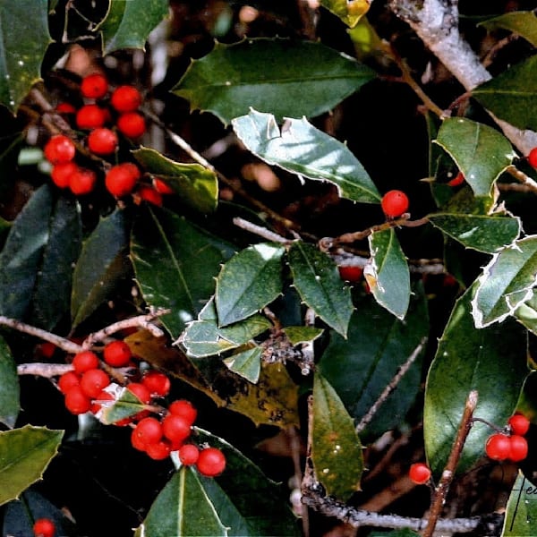Barns, Berries, and Bridges
