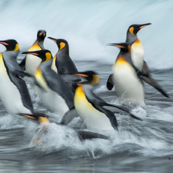 Antarctica / South Georgia