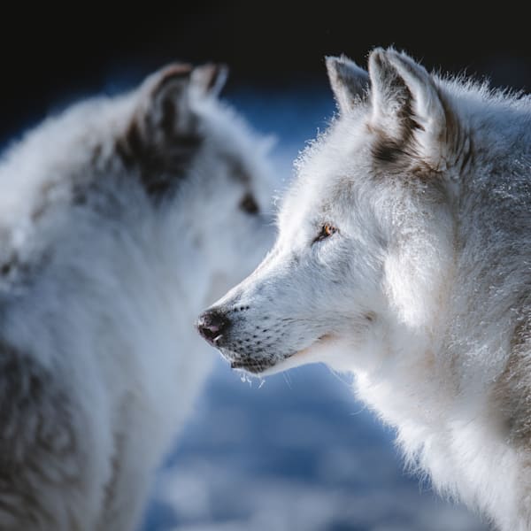 Wolves