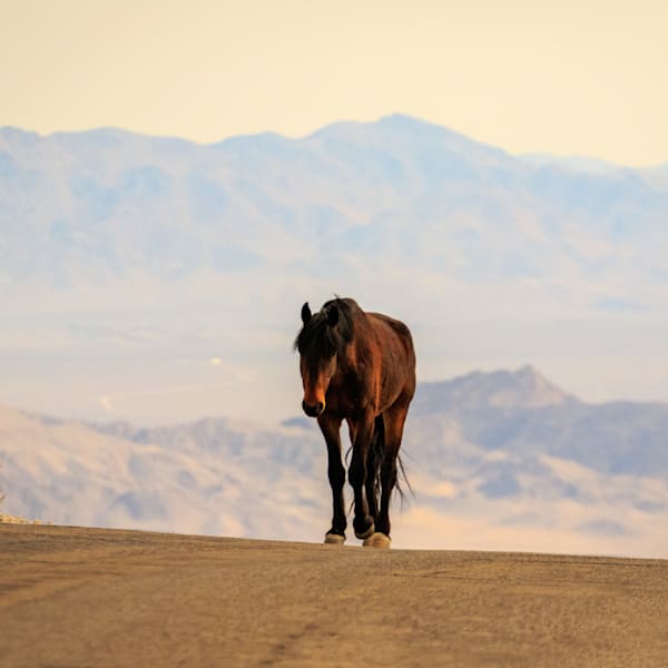 Additional Collections