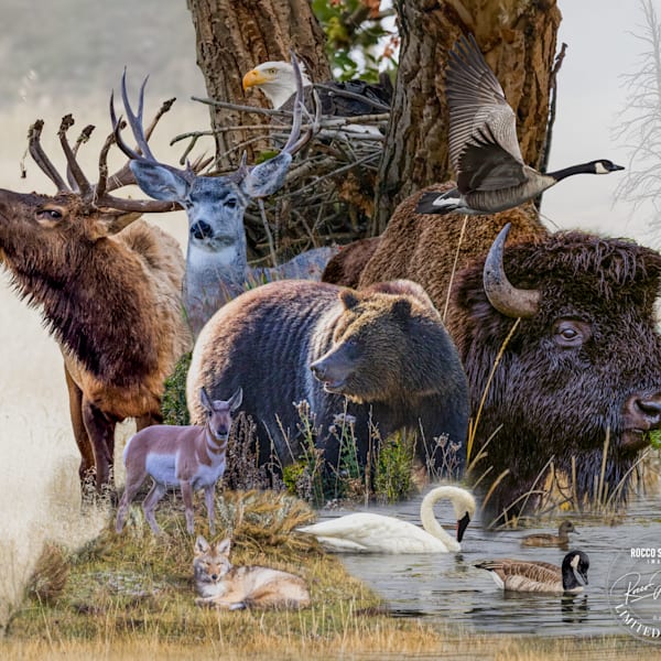 Limited Editions Collection