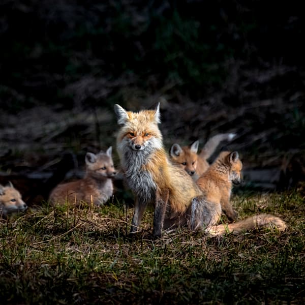 Fox + Coyotes