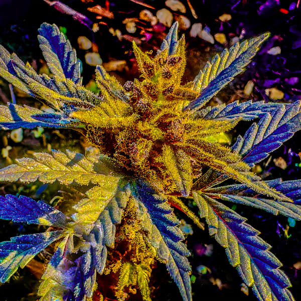 420 Complete Catalog