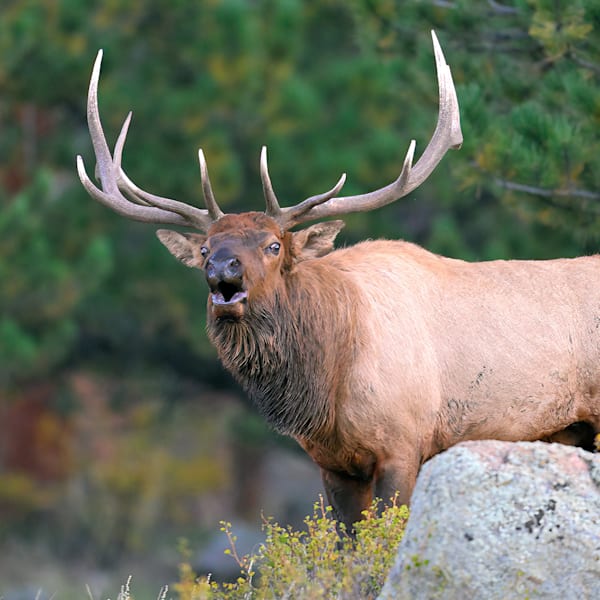 wildlife