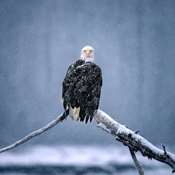 Eagles, Owls + Osprey