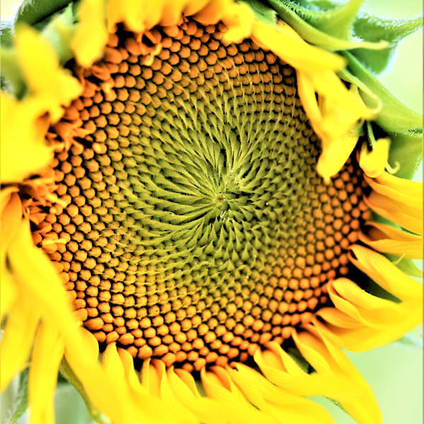 Flowers & Plants