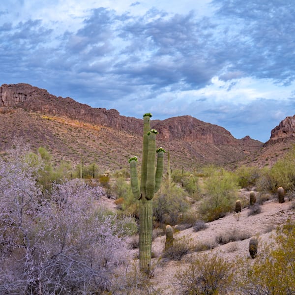 Arizona San Tan Valley