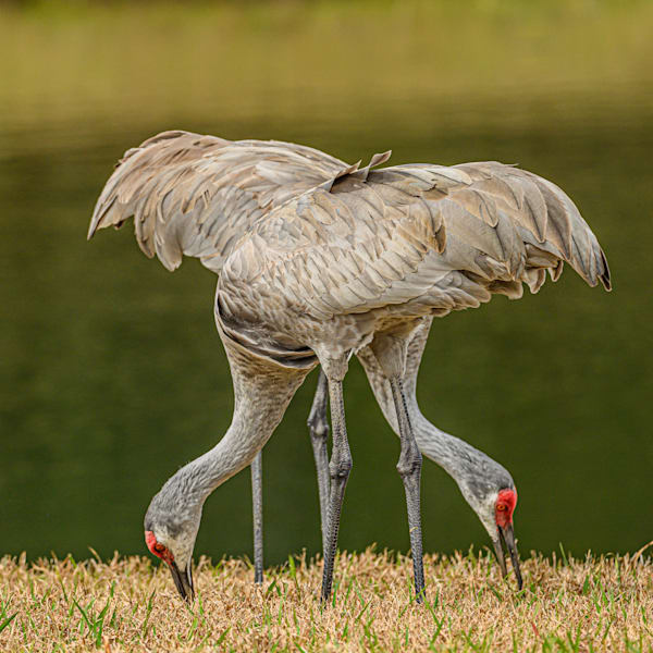 Wildlife