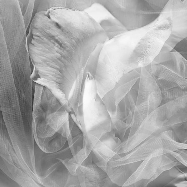 Flowers in the Attic