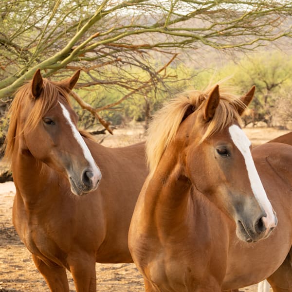 Animals