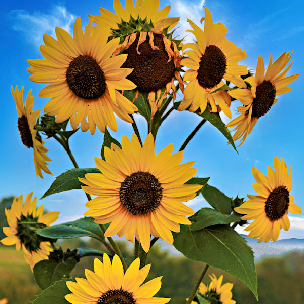 Flowers