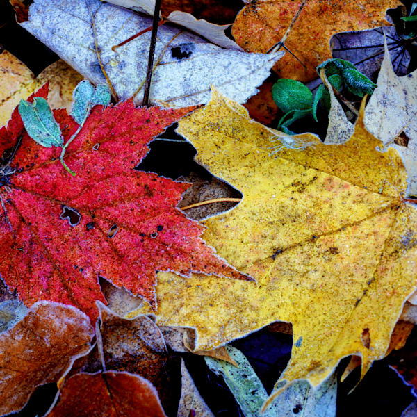 Seasons