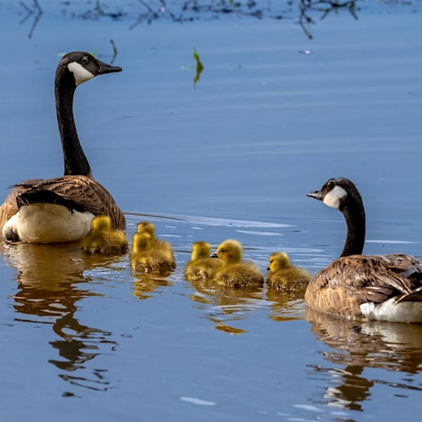 Feathered Wildlife