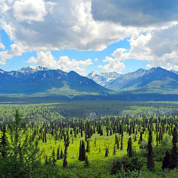 Forest Sceneries & Landscapes