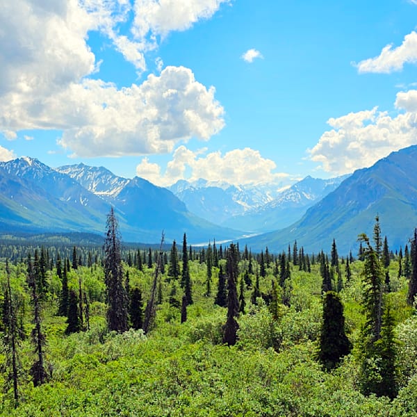 Forest Sceneries & Landscapes