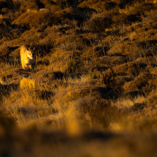 South America Wildlife Photography