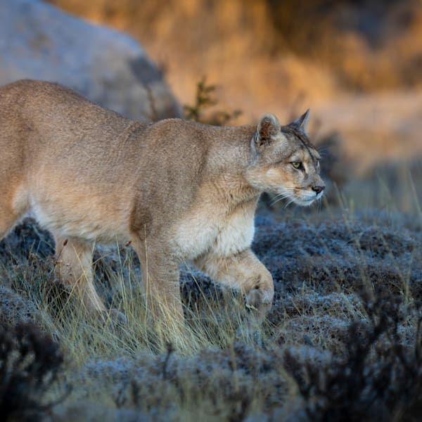 South and Central America