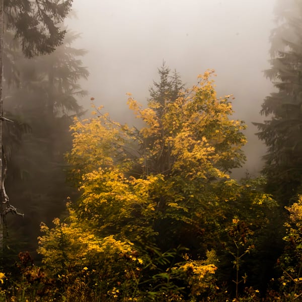 Forests, Trees, & Nature 