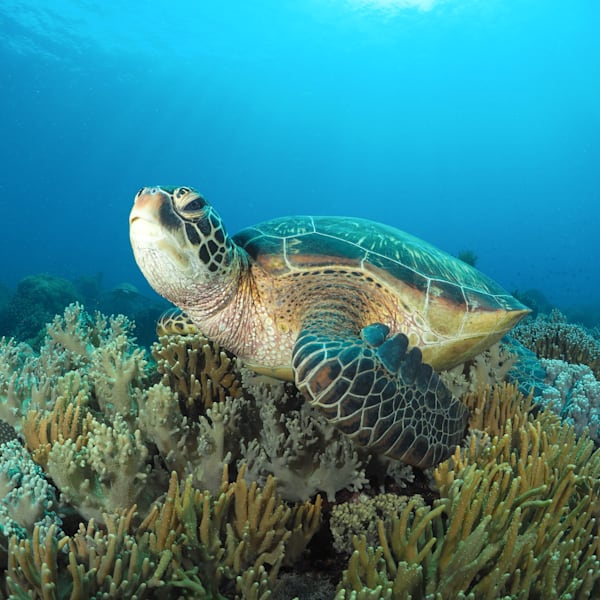 Sea Turtle