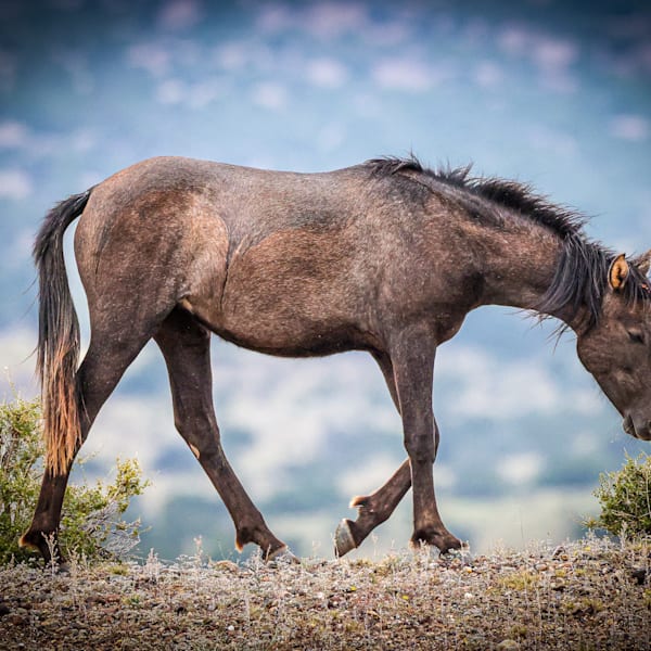 Wild Horses - New Mexico Various Locations