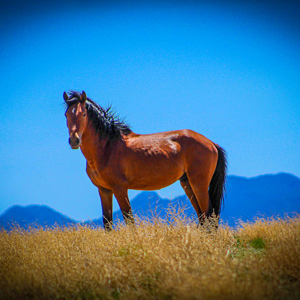Wild Horses - Santa Fe And Placitas New Mexico