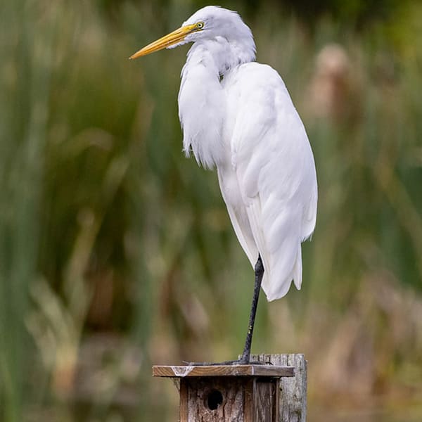 Egrets