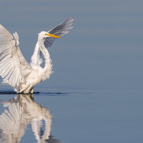 Egrets
