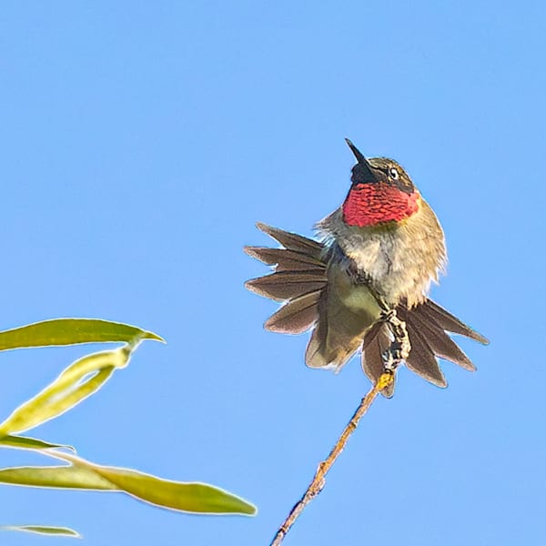 Hummingbird